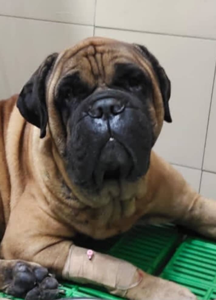 Goliath Haran - a beautiful bullmastiff.