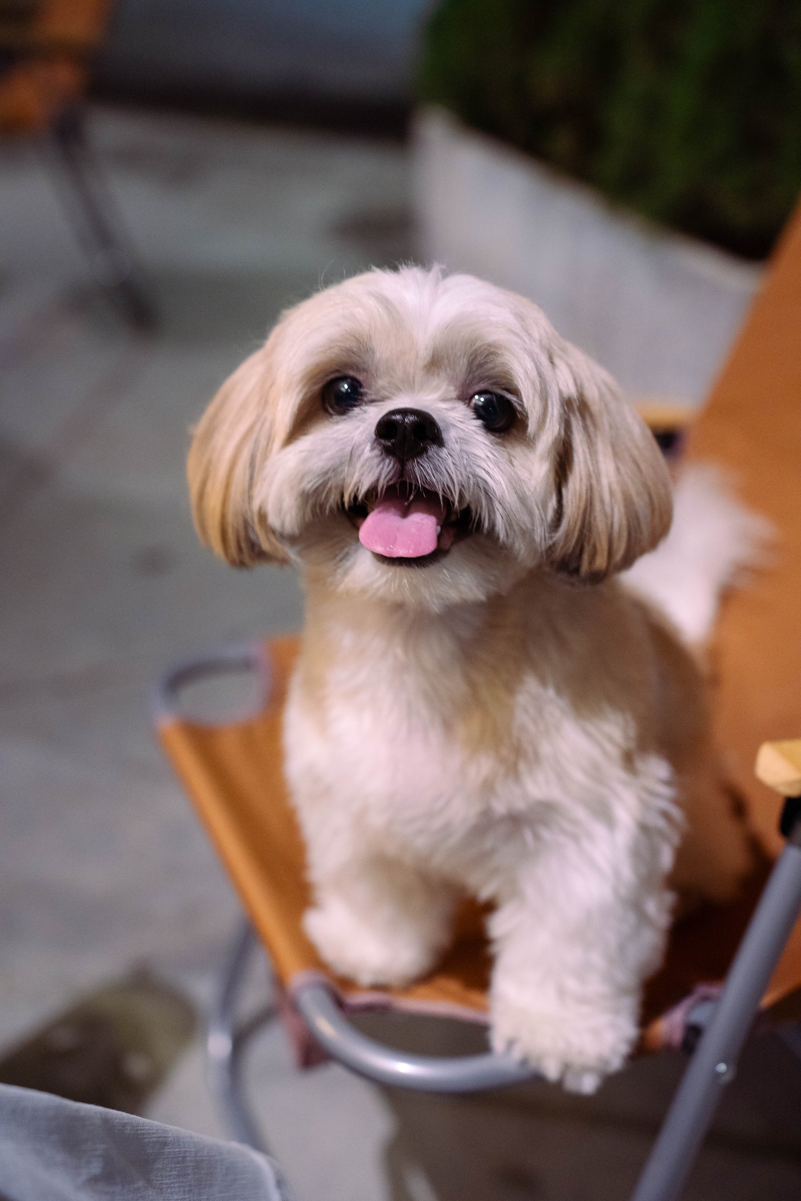 Shih tzu portrait