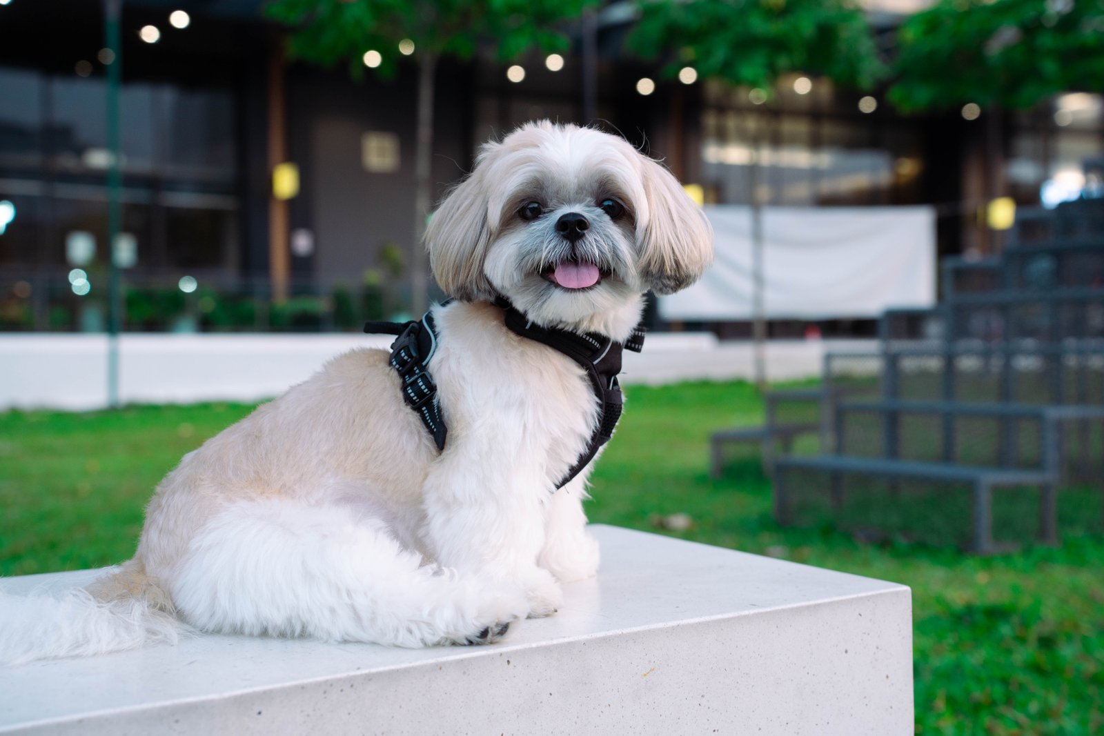 Shih tzu outdoors