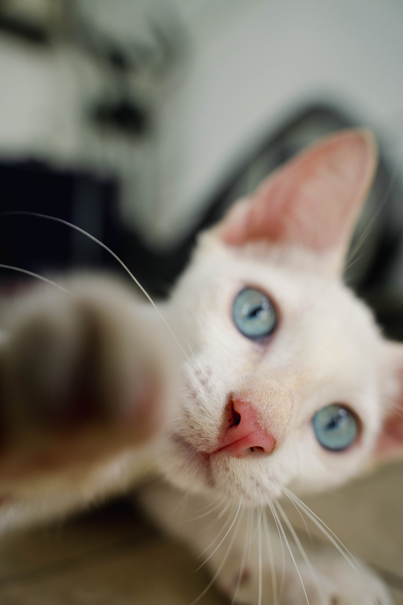 Close up of a kitten with blue eyes