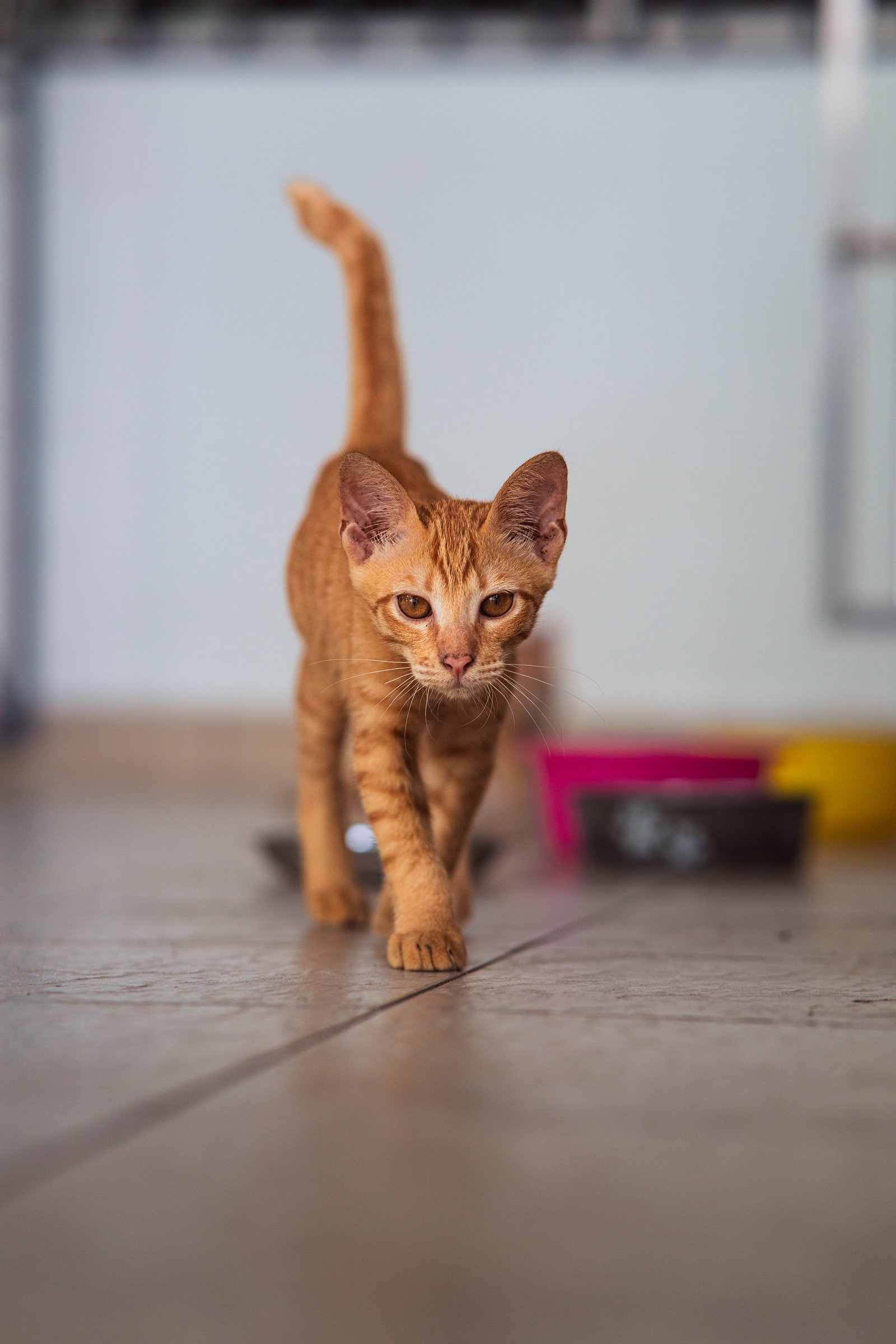 Orange kitten walking toward camera