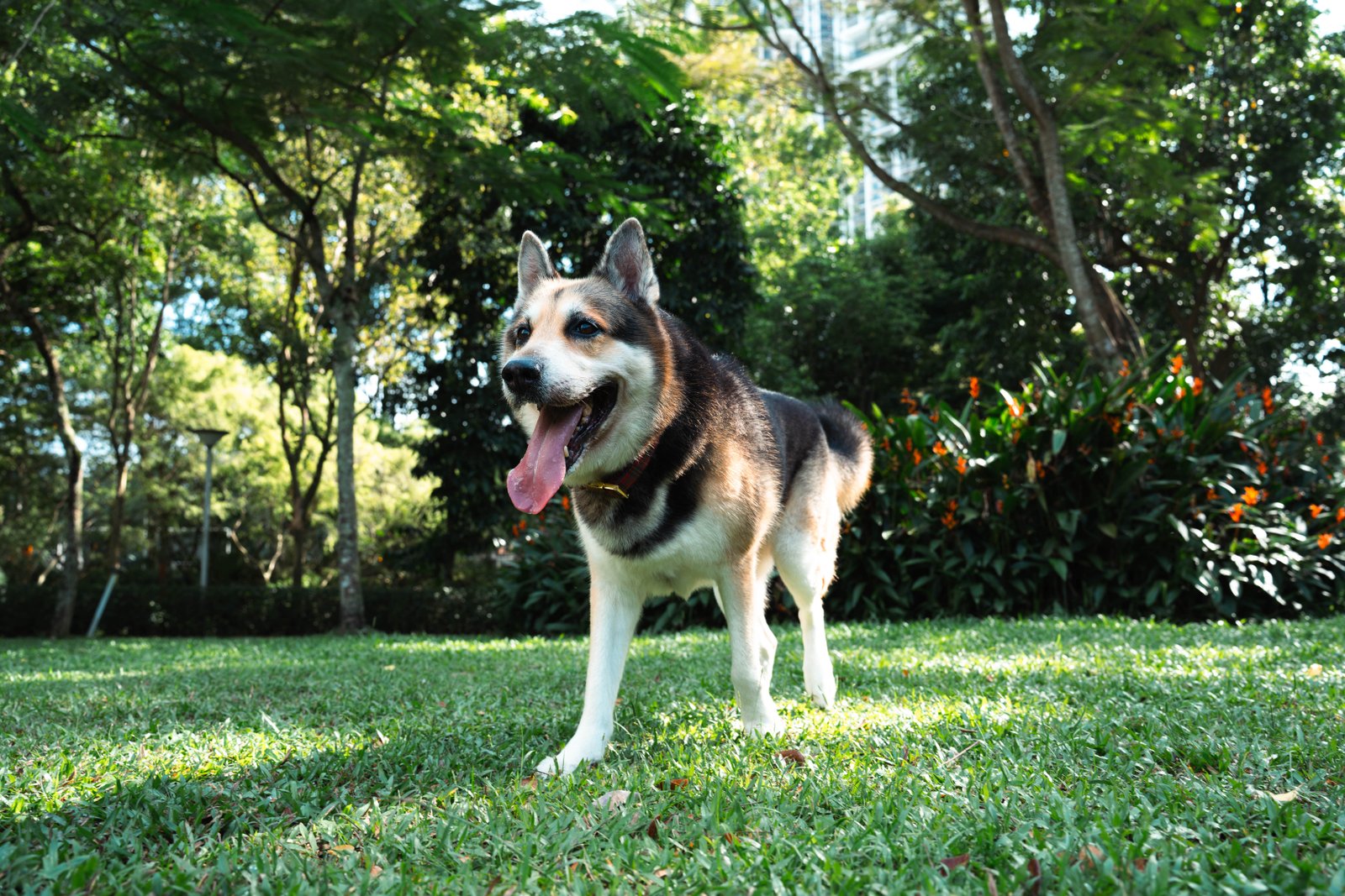 Husky mix dog in the park