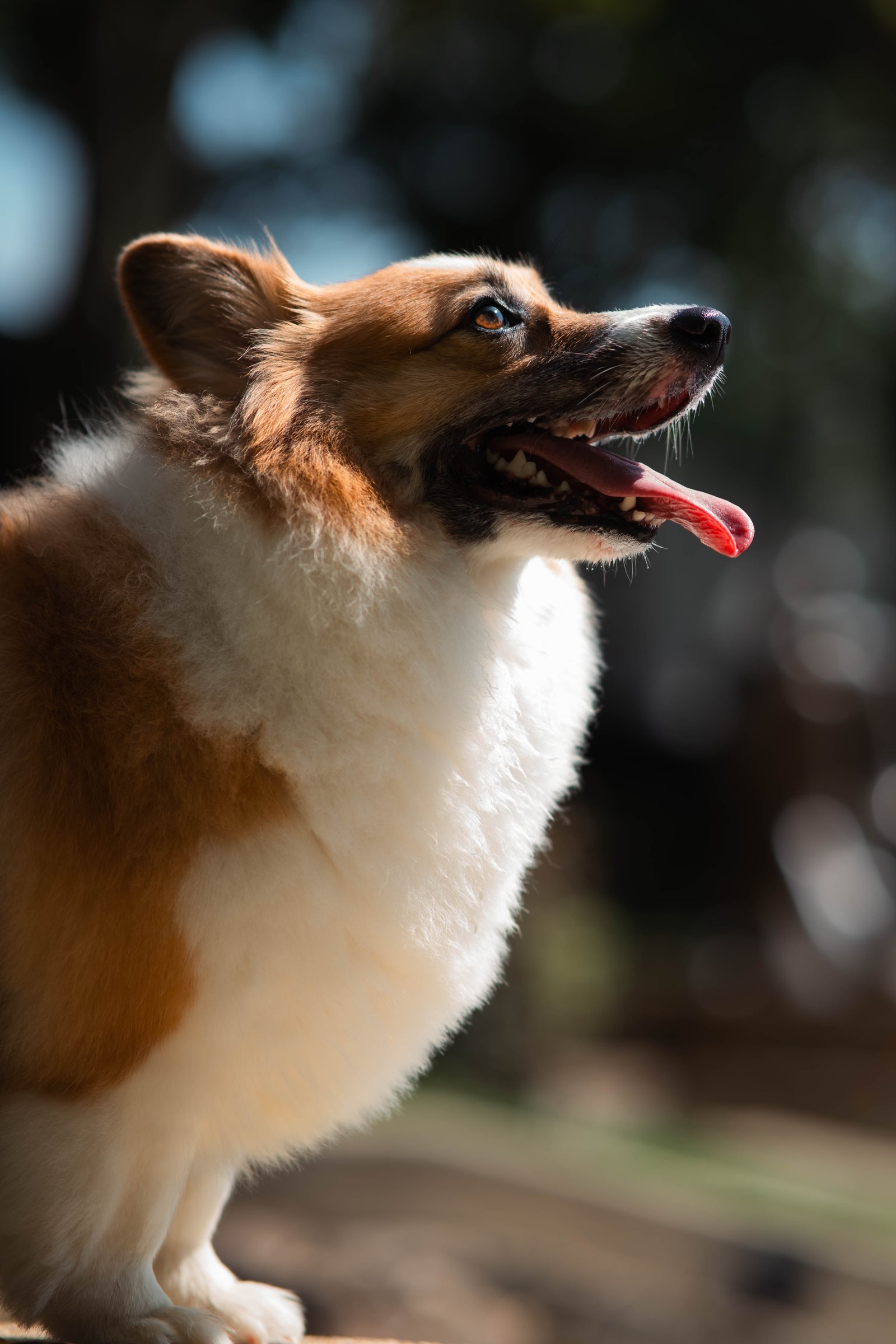 Corgi with tongue out in the sunlight