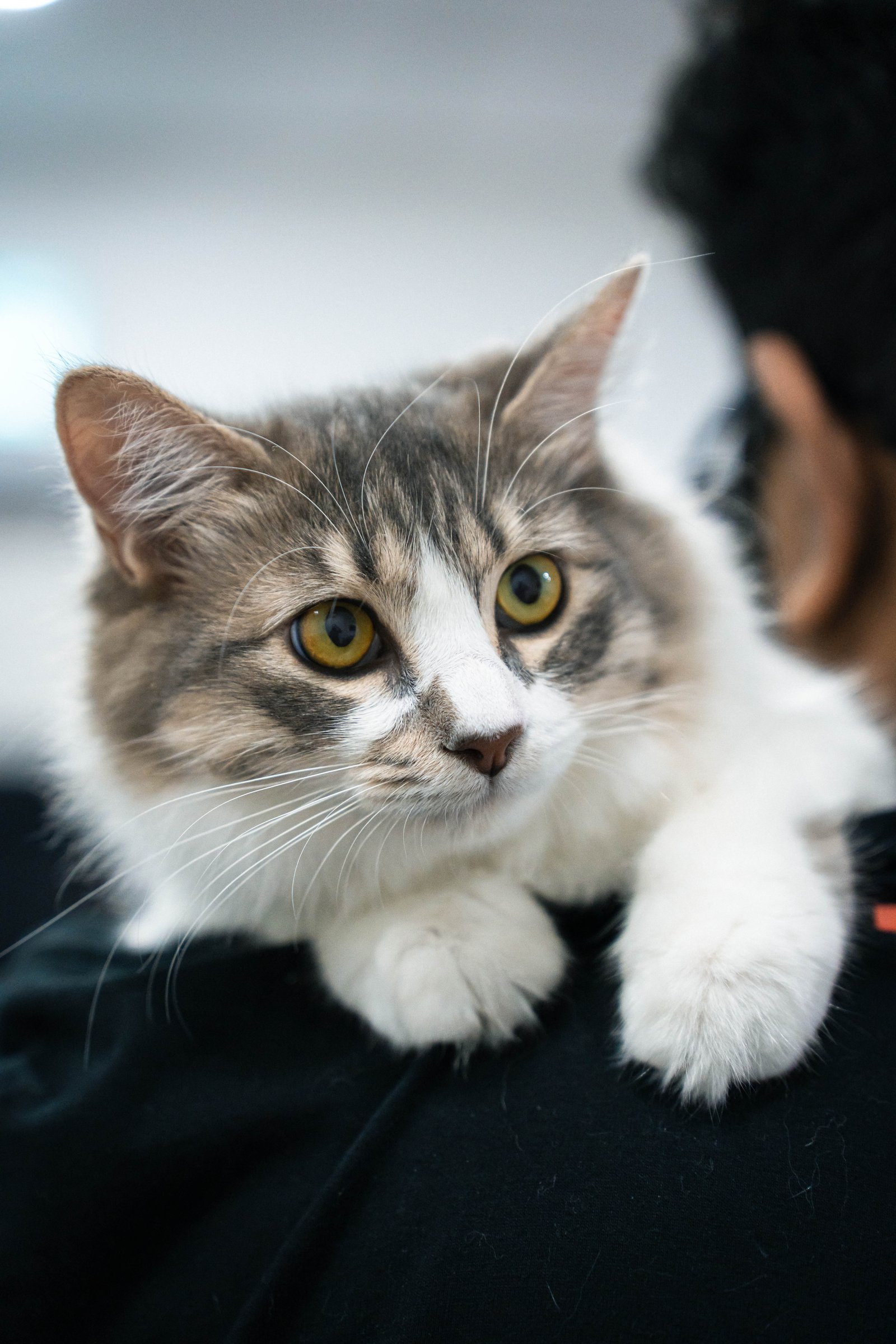 Studio portrait of a cat