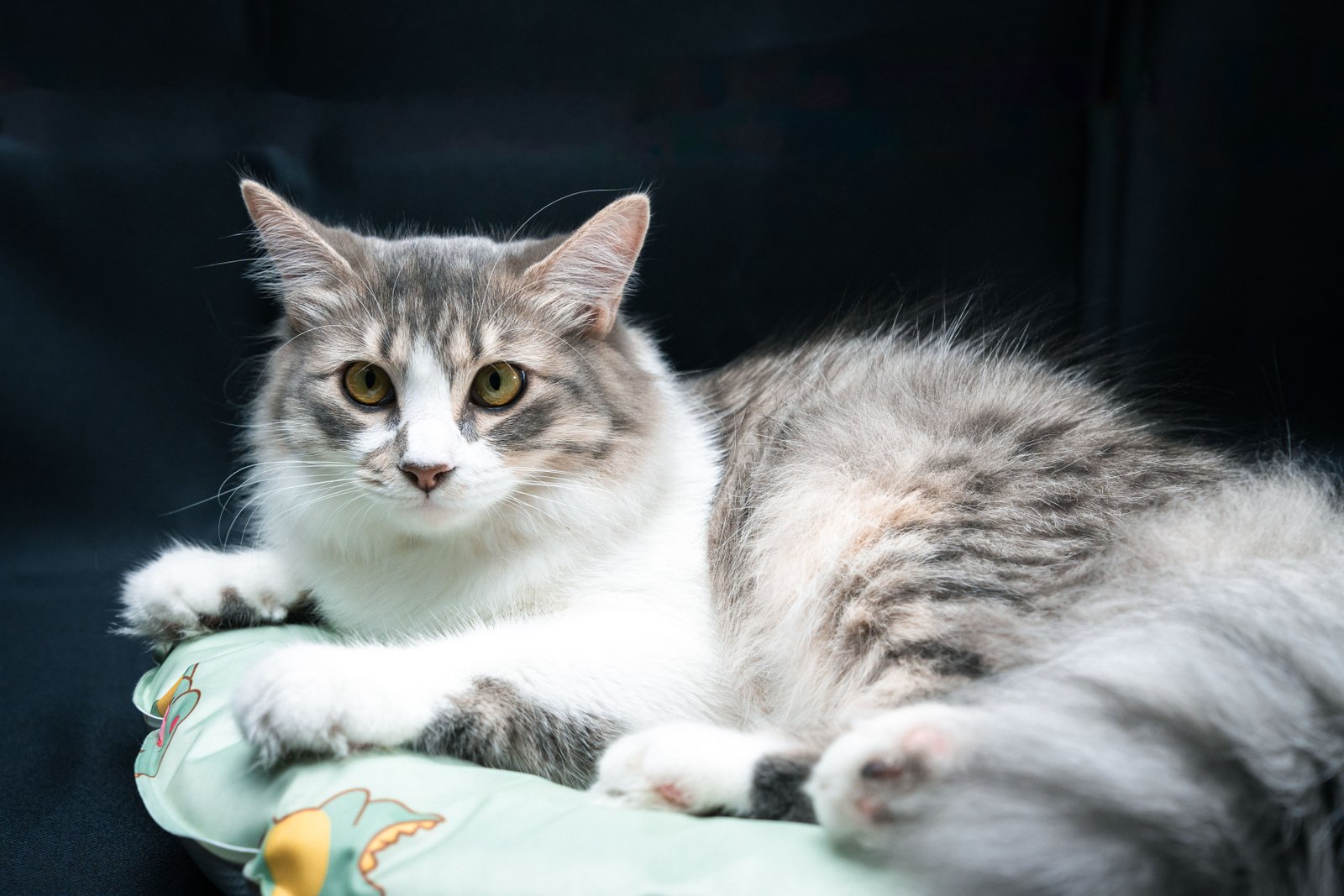 Studio portrait of a long-haired cat